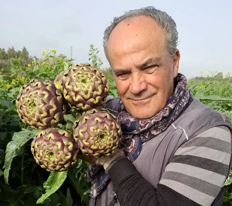 Giuseppe durante la raccolta manuale dei carciofi nel campo della tenuta