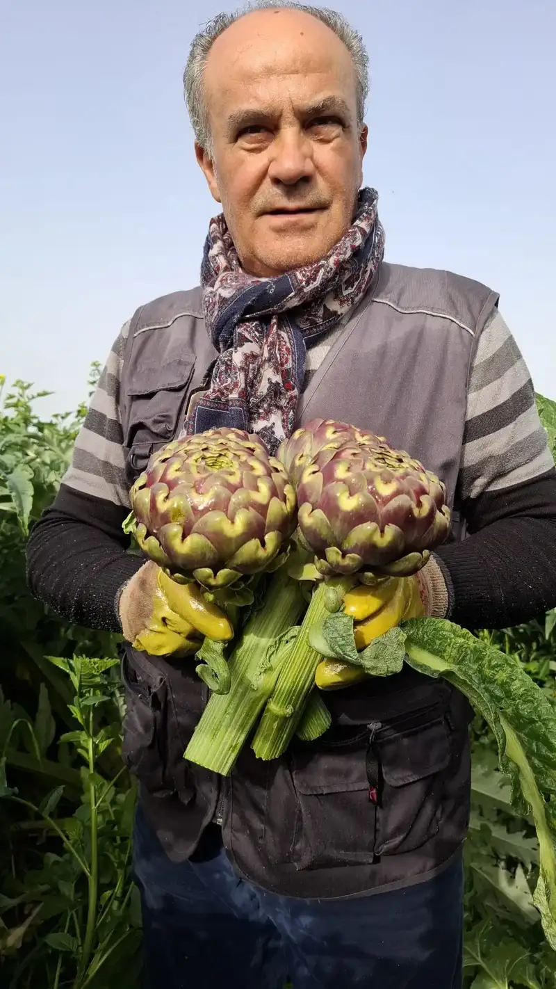 Raccolto biologico dei carciofi