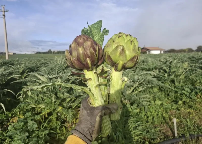 I lavori agricoli stagionali a Villa Torre Accio