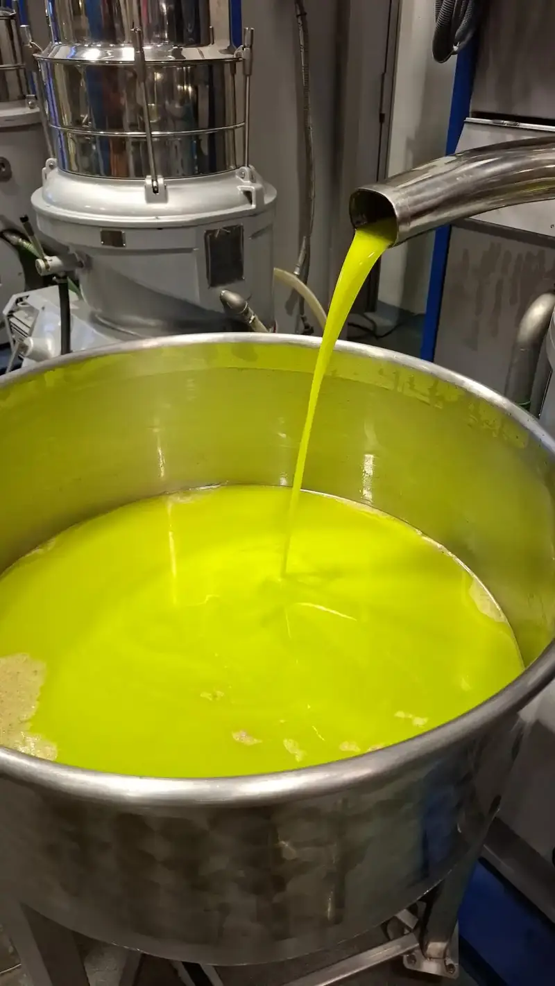 Fase di molitura tradizionale delle olive nel frantoio